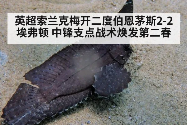 英超索兰克梅开二度伯恩茅斯2-2埃弗顿 中锋支点战术焕发第二春